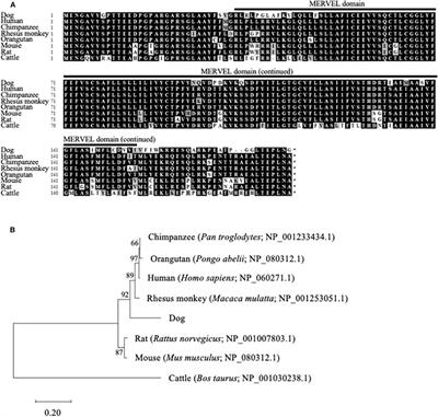 Expression Analysis of Canine CMTM6 and CMTM4 as Potential Regulators of the PD-L1 Protein in Canine Cancers